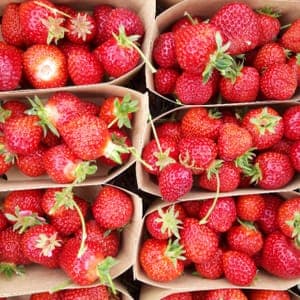 Fraise de plein champ 250g