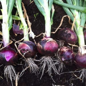 oignon rouge frais
