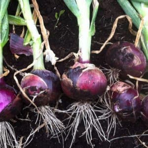 oignon rouge frais