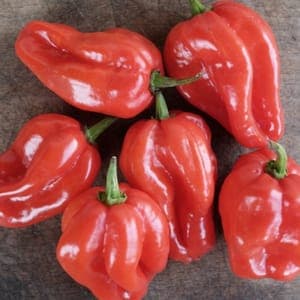 Plant de piment antillais