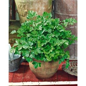 Plant de Persil