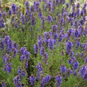 Plant d'Hysope Officinale