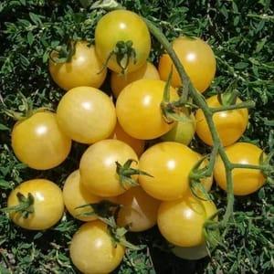 Plants de Tomates cerise-cocktail "blanc petit moineau