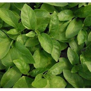 Basilic "Marseillais"