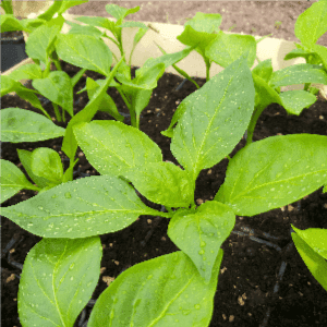 Piment Poblano (plant)