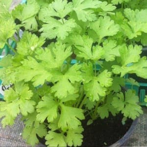persil plat bio en pot