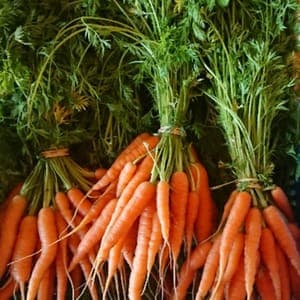 Carottes en botte