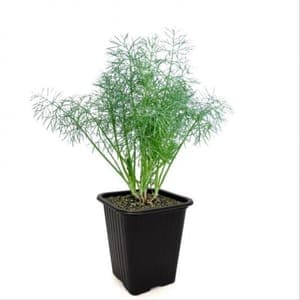 Plant aromatique Aneth (Lourdes)