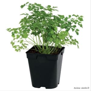 plant aromatique Cerfeuil commun (Lourdes)