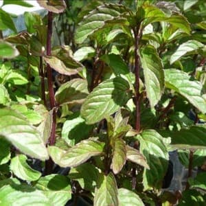 plant aromatique Menthe Bergamote (Lourdes)