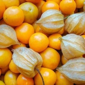 Plant de physalis Schonbrunner gold