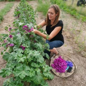 LE RUCHER AUX PLANTES