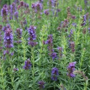 Plant aromate Hysope officinale