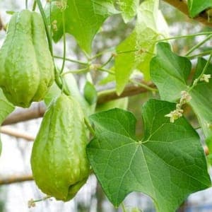 Plant Chayotte Christophine