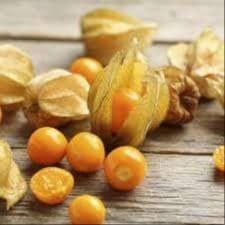 Physalis "Schonbrunner Gold"