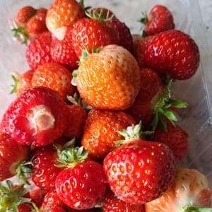 Fraises