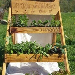 Promo 5 plants de vivaces