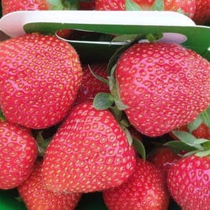 fraises à confiture