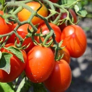 Plant tomate Roma