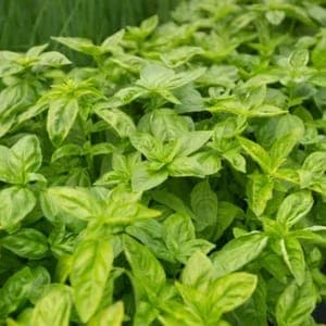 Plant de Basilic "Grand Vert"