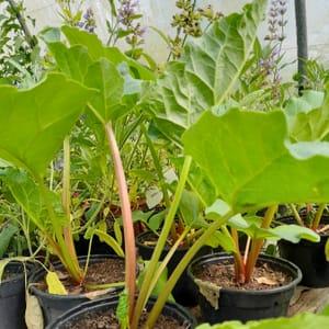 Rhubarbe "Victoria" plant
