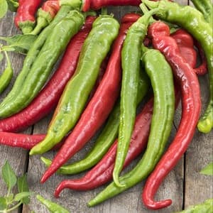Piment doux des landes