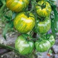 Plant Tomate green zebra