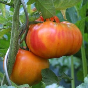Plant tomate Ananas
