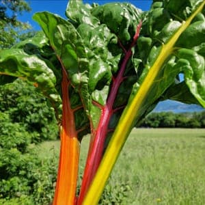 Côtes de Blettes colorées