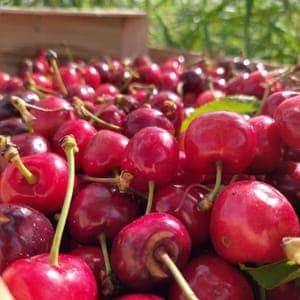 Cerises BIO