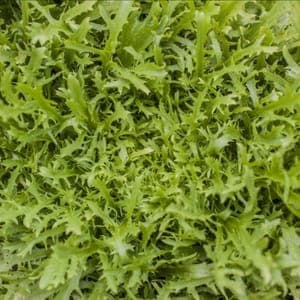 Salade Frisée