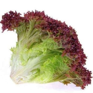 salade Lollo rosso