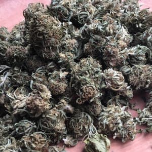 BLUEBERRY chanvre CBD