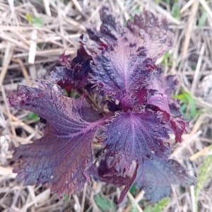 Shiso (vert et pourpre)