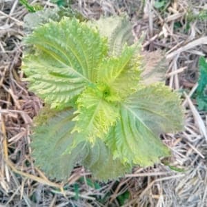 Shiso (vert et pourpre)