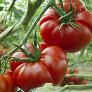 Plant Tomate Marmande