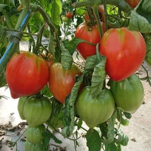 Plant Tomate coeur de bœuf