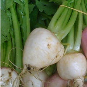 navet blanc botte bio