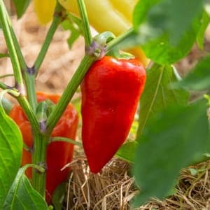 Plant poivron Cecei