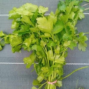 PERSIL PLAT