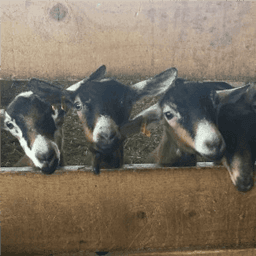 Ferme des Blancs Chardons #4