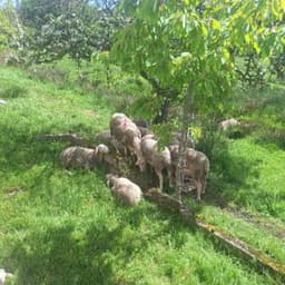LA BERGERIE DES DEUX SOURCES #6