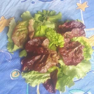 Mesclun de laitue