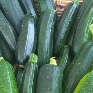 Courgettes  vertes