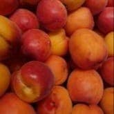 Abricots