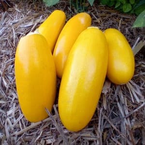 Courgette longue jaune