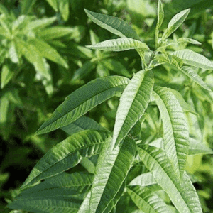 Verveine