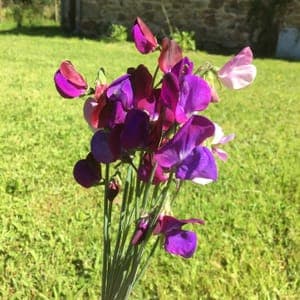 Bouquet de pois de senteur