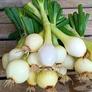 Oignons botte
