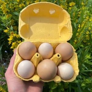 œufs de poules